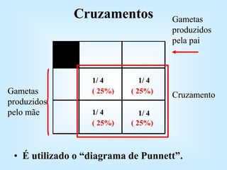 Gametas
produzidos
pelo mãe
Gametas
produzidos
pela pai
Cruzamento
1/ 4 1/ 4
1/ 4 1/ 4
( 25%) ( 25%)
( 25%) ( 25%)
Cruzamentos
• É utilizado o “diagrama de Punnett”.
 