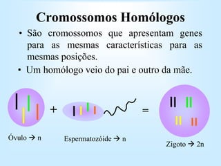 Cromossomos Homólogos
• São cromossomos que apresentam genes
para as mesmas características para as
mesmas posições.
• Um homólogo veio do pai e outro da mãe.
Óvulo  n Espermatozóide  n
Zigoto  2n
+ =
 