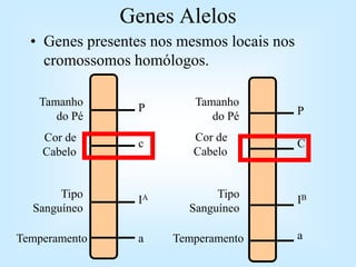 P
c
IA
a
P
C
IB
a
Tamanho
do Pé
Cor de
Cabelo
Tipo
Sanguíneo
Temperamento
Tamanho
do Pé
Cor de
Cabelo
Tipo
Sanguíneo
Temperamento
Genes Alelos
• Genes presentes nos mesmos locais nos
cromossomos homólogos.
 