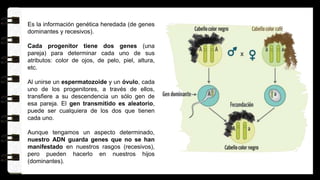 Es la información genética heredada (de genes
dominantes y recesivos).
Cada progenitor tiene dos genes (una
pareja) para determinar cada uno de sus
atributos: color de ojos, de pelo, piel, altura,
etc.
Al unirse un espermatozoide y un óvulo, cada
uno de los progenitores, a través de ellos,
transfiere a su descendencia un sólo gen de
esa pareja. El gen transmitido es aleatorio,
puede ser cualquiera de los dos que tienen
cada uno.
Aunque tengamos un aspecto determinado,
nuestro ADN guarda genes que no se han
manifestado en nuestros rasgos (recesivos),
pero pueden hacerlo en nuestros hijos
(dominantes).
 