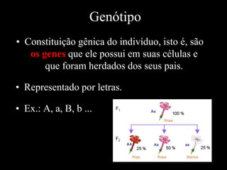 Genótipo
• Constituição gênica do indivíduo, isto é, são
os genes que ele possui em suas células e
que foram herdados dos seus pais.
• Representado por letras.
• Ex.: A, a, B, b ...
 