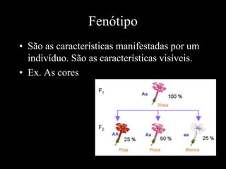 Fenótipo
• São as características manifestadas por um
indivíduo. São as características visíveis.
• Ex. As cores
 