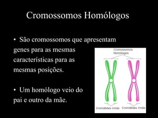 Cromossomos Homólogos
• São cromossomos que apresentam
genes para as mesmas
características para as
mesmas posições.
• Um homólogo veio do
pai e outro da mãe.
 