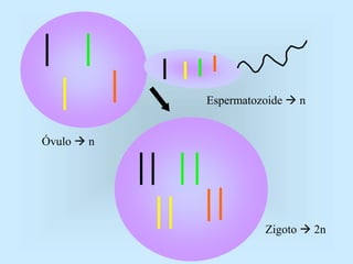 Óvulo  n
Espermatozoide  n
Zigoto  2n
 