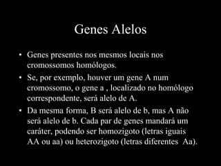 Genes Alelos
• Genes presentes nos mesmos locais nos
cromossomos homólogos.
• Se, por exemplo, houver um gene A num
cromossomo, o gene a , localizado no homólogo
correspondente, será alelo de A.
• Da mesma forma, B será alelo de b, mas A não
será alelo de b. Cada par de genes mandará um
caráter, podendo ser homozigoto (letras iguais
AA ou aa) ou heterozigoto (letras diferentes Aa).
 