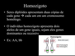 Homozigoto
• Seres diplóides apresentam duas cópias de
cada gene  cada um em um cromossomo
homólogo.
• O indivíduo homozigoto apresenta dois
alelos de um gene iguais, sejam eles genes
dominantes ou recessivos.
• Ex: AA, bb
 
