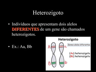 Heterozigoto
• Indivíduos que apresentam dois alelos
DIFERENTES de um gene são chamados
heterozigotos.
• Ex.: Aa, Bb
 