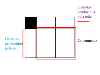 Gametas
produzidos
pelo pai
Gametas
produzidos
pela mãe
Cruzamento
 