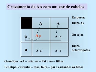 Cruzamento de AA com aa: cor de cabelos
A A
a
a
A a A a
A a A a
Resposta:
100% Aa
Ou seja:
100%
heterozigotos
Genótipos: AA – mãe; aa – Pai e Aa – filhos
Fenótipo: castanha – mãe; loiro – pai e castanhos os filhos
 