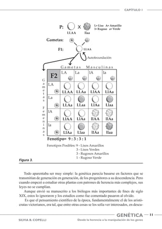 Genética
CAPÍTULO 1
Desde la herencia a la manipulación de los genes
11
Silvia B. Copelli
Todo aparentaba ser muy simple: la genética parecía basarse en factores que se
transmitían de generación en generación, de los progenitores a su descendencia. Pero
cuando empezó a estudiar otras plantas con patrones de herencia más complejos, sus
leyes no se cumplían.
Aunque envió su manuscrito a los biólogos más importantes de fines de siglo
XIX, estos lo ignoraron y los estudios como fue comentado pasaron al olvido.
Es que el pensamiento científico de la época, fundamentalmente el de los aristó-
cratas victorianos, era tal, que entre otras cosas se los solía ver interesados, en descu-
Figura 3.
 