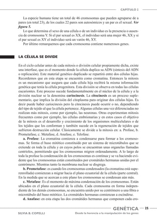 Genética
CAPÍTULO 2
Desde la herencia a la manipulación de los genes
25
Silvia B. Copelli
La especie humana tiene un total de 46 cromosomas que pueden agruparse de a
pares (en total 23), de los cuales 22 pares son autosómicos y un par es el sexual. Ver
figura 5.
Lo que determina el sexo de una célula o de un individuo es la presencia o ausen-
cia de cromosoma Y. Si el par sexual es XX, el individuo será una mujer 46, XX y si
el par sexual es XY el individuo será un varón 46, XY.
Por último remarquemos que cada cromosoma contiene numerosos genes.
La célula se divide
En el ciclo celular antes de cada mitosis o división celular propiamente dicha, existe
una interfase, que es el momento donde la célula duplica su ADN (síntesis del ADN
o replicación). Este material genético duplicado se repartirá entre dos células hijas.
Recordemos que en esta etapa se encuentra como cromatina. Entonces la mitosis
es un mecanismo que asegura que cada célula hija recibirá la misma información
genética que tenía la célula progenitora. Esta división se observa en todas las células
eucariontes. Este proceso sucede fundamentalmente en el núcleo de la célula y a la
división nuclear se la denomina cariocinesis. La citocinesis es un proceso suple-
mentario, que implica la división del citoplasma para originar dos células hijas. Es
decir puede haber cariocinesis pero la citocinesis puede ocurrir o no, dependiendo
del tipo de tejido al que la célula pertenece. Algunas células una vez diferenciadas no
realizan más mitosis, como por ejemplo, las neuronas. Otras experimentan mitosis
frecuentes como por ejemplo, las células embrionarias y en estos casos el objetivo
de la mitosis es el desarrollo y crecimiento de los organismos multicelulares o de
los tejidos que los conforman y también sucede en la regeneración de tejidos que
sufrieron destrucción celular. Clásicamente se divide a la mitosis en: a. Profase, b.
Prometafase, c. Metafase, d. Anafase, e. Telofase.
a. Profase: La cromatina comienza a condensarse para formar a los cromoso-
mas. Se forma el huso mitótico constituido por un sistema de microtúbulos que se
extiende en toda la célula y en cuyos polos se encuentran unas organelas llamadas
centríolos, permitiendo que los cromosomas migren ordenadamente. A lo largo de
toda la profase la condensación de los cromosomas es continua y se va haciendo evi-
dente que los cromosomas están constituidos por cromátides hermanas unidas por el
centrómero. Mientras tanto la membrana nuclear se disgrega.
b. Prometafase: es cuando los cromosomas condensados (la cromatina está supe-
renrollada) comienzan a migrar hacia el plano ecuatorial de la célula (parte central).
En la medida que se acercan a este plano los cromosomas se condensan aún más.
c. Metafase: Es el momento de máxima condensación de los cromosomas. Están
ubicados en el plano ecuatorial de la célula. Cada cromosoma en forma indepen-
diente de los demás cromosomas, se encuentra unido por su centrómero a una fibra o
microtúbulo del huso mitótico. La cromátides hermanas comienzan a escindirse.
d. Anafase: en esta etapa las dos cromátides hermanas que componen cada cro-
 
