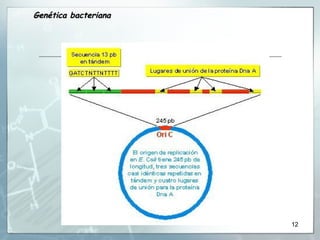 Genética bacteriana 