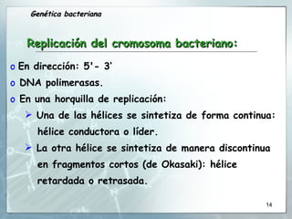 En dirección: 5'- 3‘  DNA polimerasas.  En una horquilla de replicación: Una de las hélices se sintetiza de forma continua: hélice conductora o líder. La otra hélice se sintetiza de manera discontinua en fragmentos cortos (de Okasaki): hélice retardada o retrasada. Replicación del cromosoma bacteriano: Genética bacteriana 