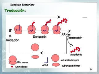 Traducción: Genética bacteriana 