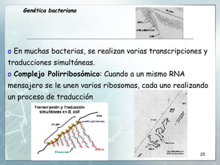 En muchas bacterias, se realizan varias transcripciones y traducciones simultáneas.  Complejo Polirribosómico : Cuando a un mismo RNA mensajero se le unen varios ribosomas, cada uno realizando un proceso de traducción Genética bacteriana 
