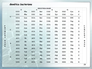 Genética bacteriana SEGUNDA BASE U C A G P   R I M E R A   B A S E U UUU Phe UCU Ser UAU Tyr UGU Cys U T   E R C E R A   B A S E UUC Phe UCC Ser UAC Tyr UGC Cys C UUA Leu UCA Ser UAA FIN UGA FIN A UUG Leu UCG Ser UAG FIN UGG Trp G C CUU Leu CCU Pro CUA His CGU Arg U CUC Leu CCC Pro CAC His CGC Arg C CUA Leu CCA Pro CAA Gln CGA Arg A CUG Leu CCG Pro CAG Gln CGG Arg G A AUU Ile ACU Thr AAU Asn AGU Ser U AUC Ile ACC Thr AAC Asn AGC Ser C AUA Ile ACA Thr AAA Lys AGA Arg A AUG Met ACG Thr AAG Lys AGG Arg G G GUU Val GCU Ala GAU Asp GGU Gly U GUC Val GCC Ala GAC Asp GGC Gy C GUA Val GCA Ala GAA Glu GGA Gly A GUG al GCG Ala GAG Glu GGG Gly G 