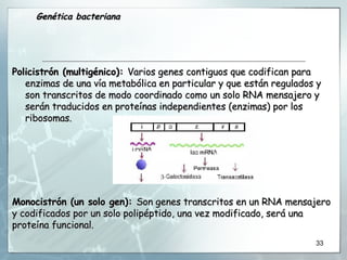Policistrón (multigénico):  Varios genes contiguos que codifican para enzimas de una vía metabólica en particular y que están regulados y son transcritos de modo coordinado como un solo RNA mensajero y serán traducidos en proteínas independientes (enzimas) por los ribosomas. Monocistrón (un solo gen):  Son genes transcritos en un RNA mensajero y codificados por un solo polipéptido, una vez modificado, será una proteína funcional. Genética bacteriana 