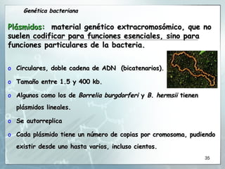 Circulares, doble cadena de ADN  (bicatenarios). Tamaño entre 1.5 y 400 kb.  Algunos como los de  Borrelia burgdorferi  y  B. hermsii  tienen plásmidos lineales. Se autorreplica Cada plásmido tiene un número de copias por cromosoma, pudiendo existir desde uno hasta varios, incluso cientos.  Genética bacteriana Plásmidos:  material genético extracromosómico, que no suelen codificar para funciones esenciales, sino para funciones particulares de la bacteria. 