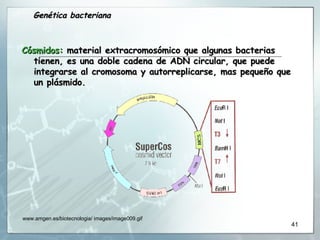 Cósmidos:  material extracromosómico que algunas bacterias tienen, es una doble cadena de ADN circular, que puede integrarse al cromosoma y autorreplicarse, mas pequeño que un plásmido. Genética bacteriana www.amgen.es/biotecnologia/ images/image009.gif  