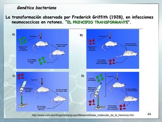 La transformación observado por Frederick Griffith  (1928),   en infecciones neumococcicas en ratones. “ EL PRINCIPIO TRANSFORMANTE ” .  Genética bacteriana http://www.ucm.es/info/genetica/grupod/Basemol/base_molecular_de_la_herencia.htm A) C) B) D) 