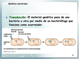 Transducción:  El material genético pasa de una bacteria a otra por medio de un bacteriófago que funciona como acarreador.  Genética bacteriana 
