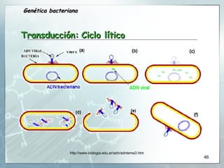 Transducción:   Ciclo lítico Genética bacteriana http://www.biologia.edu.ar/adn/adntema3.htm 