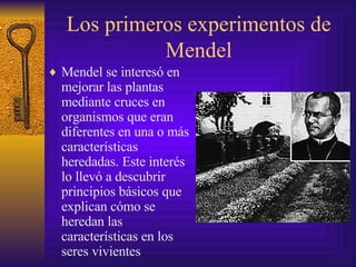 Los primeros experimentos de Mendel Mendel se interesó en mejorar las plantas mediante cruces en organismos que eran diferentes en una o más características heredadas. Este interés lo llevó a descubrir principios básicos que explican cómo se heredan las características en los seres vivientes 