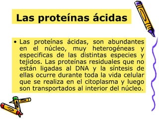 Las proteínas ácidas Las proteínas ácidas, son abundantes en el núcleo, muy heterogéneas y especificas de las distintas especies y tejidos. Las proteínas residuales que no están ligadas al DNA y la síntesis de ellas ocurre durante toda la vida celular que se realiza en el citoplasma y luego son transportados al interior del núcleo. 