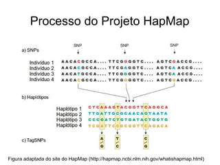 Processo do Projeto HapMap

Figura adaptada do site do HapMap (http://hapmap.ncbi.nlm.nih.gov/whatishapmap.html)

 