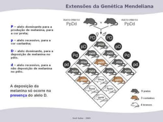 GENETICA - hereditariedade II(1).ppt