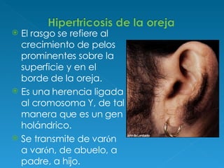 El rasgo se refiere al crecimiento de pelos prominentes sobre la superficie y en el borde de la oreja.  Es una herencia ligada al cromosoma Y, de tal manera que es un gen holándrico. Se transmite de var ó n a var ó n, de abuelo, a padre, a hijo. 