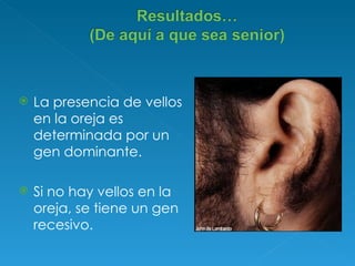 La presencia de vellos en la oreja es determinada por un gen dominante. Si no hay vellos en la oreja, se tiene un gen recesivo.  