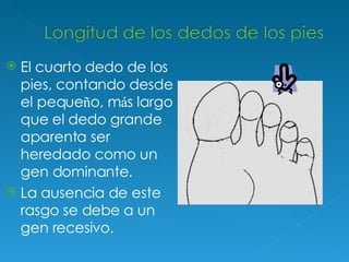 El cuarto dedo de los pies, contando desde el peque ñ o, m á s largo que el dedo grande aparenta ser heredado como un gen dominante.  La ausencia de este rasgo se debe a un gen recesivo.   