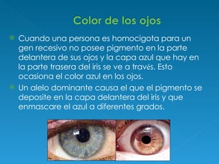 Cuando una persona es homocigota para un gen recesivo no posee pigmento en la parte delantera de sus ojos y la capa azul que hay en la parte trasera del iris se ve a trav é s. Esto ocasiona el color azul en los ojos.  Un alelo dominante causa el que el pigmento se deposite en la capa delantera del iris y que enmascare el azul a diferentes grados.  