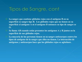 La sangre que contiene glóbulos rojos con el antígeno B en su superficie es sangre tipo B.  Los glóbulos rojos que no tienen en su superficie el antígeno A ni el antígeno B entonces su tipo de sangre es O.  Se llama AB cuando están presentes los antígenos A y B juntos en la superficie de sus glóbulos rojos.  La mayoría de las personas tienen en su sangre anticuerpos contra los tipos de antígeno de la sangre que ellos no tienen. La interacción de antígenos y anticuerpos hace que los glóbulos rojos se aglutinen . 
