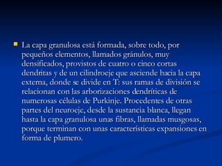 La capa granulosa está formada, sobre todo, por pequeños elementos, llamados gránulos, muy densificados, provistos de cuatro o cinco cortas dendritas y de un cilindroeje que asciende hacia la capa externa, donde se divide en T: sus ramas de división se relacionan con las arborizaciones dendríticas de numerosas células de Purkinje. Procedentes de otras partes del neuroeje, desde la sustancia blanca, llegan hasta la capa granulosa unas fibras, llamadas musgosas, porque terminan con unas características expansiones en forma de plumero.  