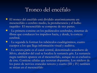 Tronco del encéfalo   El tronco del encéfalo está dividido anatómicamente en: mesencéfalo o cerebro medio, la protuberancia y el bulbo raquídeo  El mesencéfalo se compone de tres partes.  - La primera consiste en los pedúnculos cerebrales, sistemas de fibras que conducen los impulsos hacia, y desde, la corteza cerebral.  - La segunda la forman los tubérculos cuadrigéminos, cuatro cuerpos a los que llega información visual y auditiva.  - La tercera parte es el canal central, denominado acueducto de Silvio, alrededor del cual se localiza la sustancia gris. La sustancia negra también aparece en el mesencéfalo, aunque no es exclusiva de éste. Contiene células que secretan dopamina. Los núcleos de los pares de nervios craneales tercero y cuarto (III y IV) también se sitúan en el mesencéfalo  