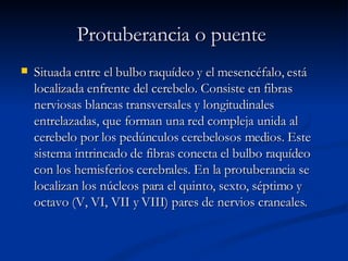 Protuberancia o puente   Situada entre el bulbo raquídeo y el mesencéfalo, está localizada enfrente del cerebelo. Consiste en fibras nerviosas blancas transversales y longitudinales entrelazadas, que forman una red compleja unida al cerebelo por los pedúnculos cerebelosos medios. Este sistema intrincado de fibras conecta el bulbo raquídeo con los hemisferios cerebrales. En la protuberancia se localizan los núcleos para el quinto, sexto, séptimo y octavo (V, VI, VII y VIII) pares de nervios craneales.  