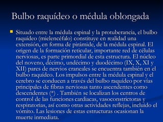 Bulbo raquídeo o médula oblongada   Situado entre la médula espinal y la protuberancia, el bulbo raquídeo (mielencéfalo) constituye en realidad una extensión, en forma de pirámide, de la médula espinal. El origen de la formación reticular, importante red de células nerviosas, es parte primordial de esta estructura. El núcleo del noveno, décimo, undécimo y duodécimo (IX, X, XI y XII) pares de nervios craneales se encuentra también en el bulbo raquídeo. Los impulsos entre la médula espinal y el cerebro se conducen a través del bulbo raquídeo por vías principales de fibras nerviosas tanto ascendentes como descendentes (*) . También se localizan los centros de control de las funciones cardiacas, vasoconstrictoras y respiratorias, así como otras actividades reflejas, incluido el vómito. Las lesiones de estas estructuras ocasionan la muerte inmediata.  