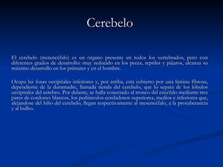 Cerebelo   El cerebelo (metencéfalo) es un órgano presente en todos los vertebrados, pero con diferentes grados de desarrollo: muy reducido en los peces, reptiles y pájaros, alcanza su máximo desarrollo en los primates y en el hombre.  Ocupa las fosas occipitales inferiores y, por arriba, está cubierto por una lámina fibrosa, dependiente de la duramadre, llamada tienda del cerebelo, que lo separa de los lóbulos occipitales del cerebro. Por delante, se halla conectado al tronco del encéfalo mediante tres pares de cordones blancos, los pedúnculos cerebelosos superiores, medios e inferiores que, alejándose del hilio del cerebelo, llegan respectivamente al mesencéfalo, a la protuberancia y al bulbo. 