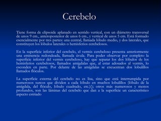 Cerebelo   Tiene forma de elipsoide aplanado en sentido vertical, con un diámetro transversal de unos 9 cm., anteroposterior de unos 6 cm., y vertical de unos 5 cm. Está formado esencialmente por tres partes: una central, llamada lóbulo medio, y dos laterales, que constituyen los lóbulos laterales o hemisferios cerebelosos.  En la superficie inferior del cerebelo, el vermis cerebeloso presenta anteriormente una eminencia redondeada, llamada úvula. Para poder observar por completo la superficie inferior del vermis cerebeloso, hay que separar los dos lóbulos de los hemisferios cerebelosos, llamados amígdalas que, al estar adosados al vermis, lo esconden en parte. Por delante de las amígdalas se encuentran dos lobulillos llamados flóculos.  La superficie externa del cerebelo no es lisa, sino que está interrumpida por numerosos surcos que dividen a cada lóbulo en muchos lobulillos (lóbulo de la amígdala, del flóculo, lóbulo cuadrado, etc.)( ); otros más numerosos y menos profundos, son las láminas del cerebelo que dan a la superficie un característico aspecto estriado 