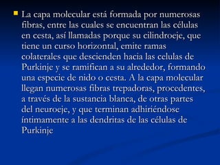 La capa molecular está formada por numerosas fibras, entre las cuales se encuentran las células en cesta, así llamadas porque su cilindroeje, que tiene un curso horizontal, emite ramas colaterales que descienden hacia las celulas de Purkinje y se ramifican a su alrededor, formando una especie de nido o cesta. A la capa molecular llegan numerosas fibras trepadoras, procedentes, a través de la sustancia blanca, de otras partes del neuroeje, y que terminan adhiriéndose íntimamente a las dendritas de las células de Purkinje  