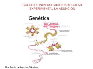 Genética
COLEGIO UNIVERSITARIO PARTICULAR
EXPERIMENTAL LA ASUNCIÓN
Dra. María de Lourdes Sánchez
 
