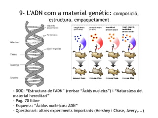 9- L'ADN com a material genètic:  composició, estructura, empaquetament - DOC: “Estructura de l'ADN” (revisar “Àcids nucleics”) i “Naturalesa del material hereditari” - Pàg. 70 llibre - Esquema: “Ácidos nucleicos: ADN” - Qüestionari: altres experiments importants (Hershey i Chase, Avery,...) 