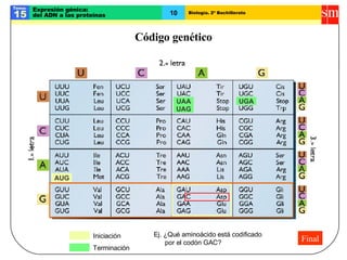 Genetica Molecular | PPT