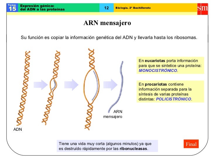 Genetica Molecular