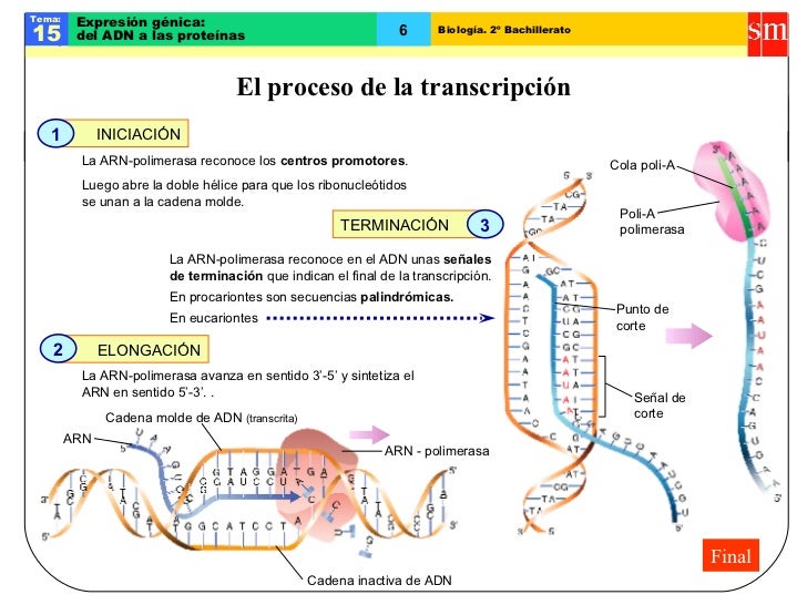 cadena molde de adn transcripcion genetica molecular cadena molde de adn transcripcion genetica molecular