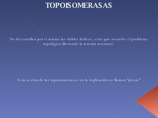 TOPOISOMERASAS No desenrollan por sí misma las dobles hélices, si no que resuelve el problema topológico liberando la tensión torsional . Esta acción de las topoisomerasas en la replicación se llaman “pivote” 