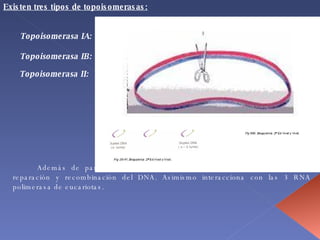 Existen tres tipos de topoisomerasas: Topoisomerasa IA:  Topoisomerasa IB:  Topoisomerasa II:  Además de participar en la replicación; estas enzimas participan en la reparación y recombinación del DNA. Asimismo interacciona con las 3 RNA polimerasa de eucariotas. 