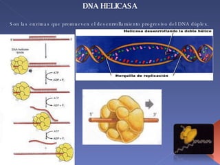 DNA HELICASA Son las enzimas que promueven el desenrrollamiento progresivo del DNA dúplex.  